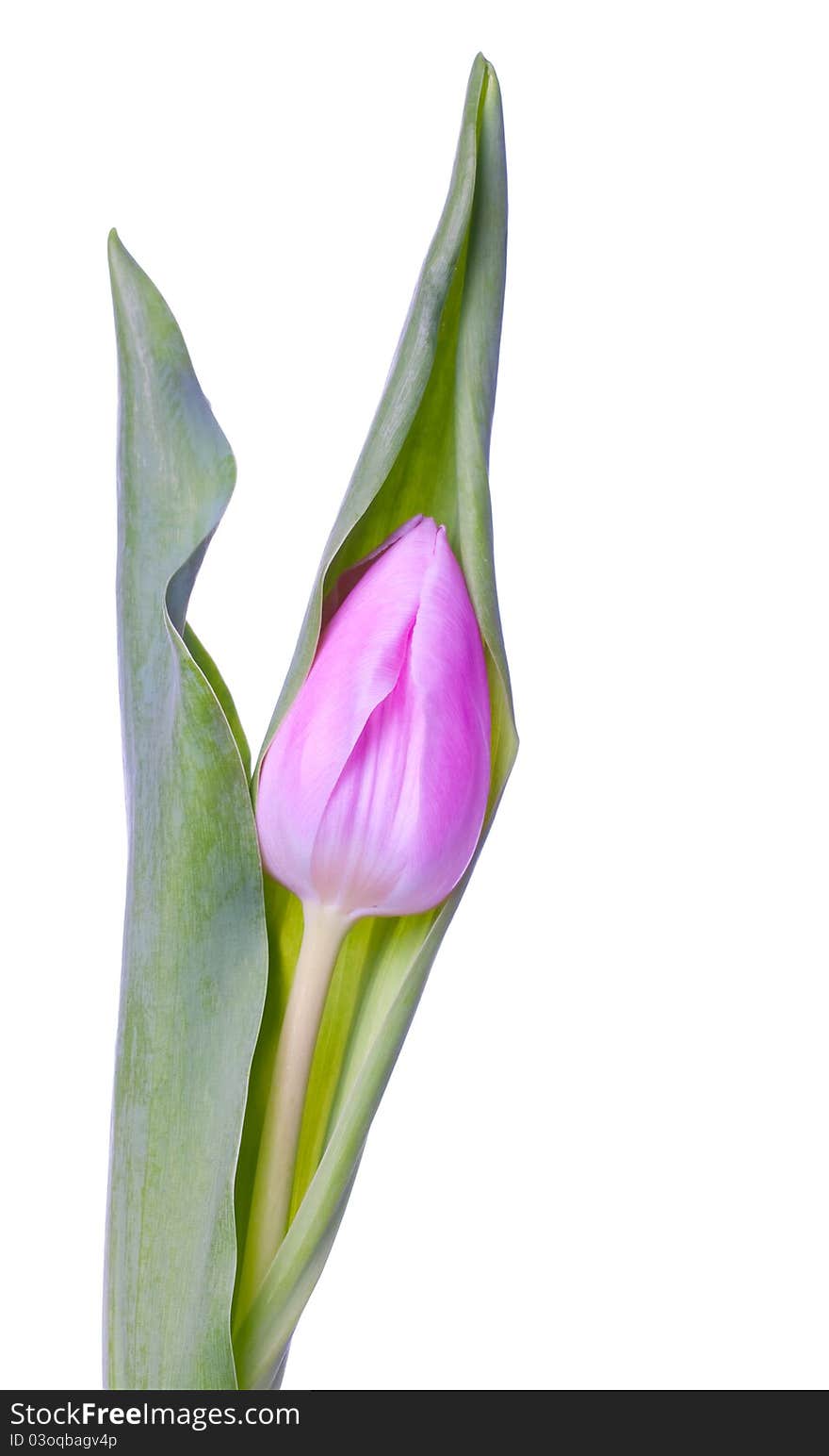 Pink Tulip