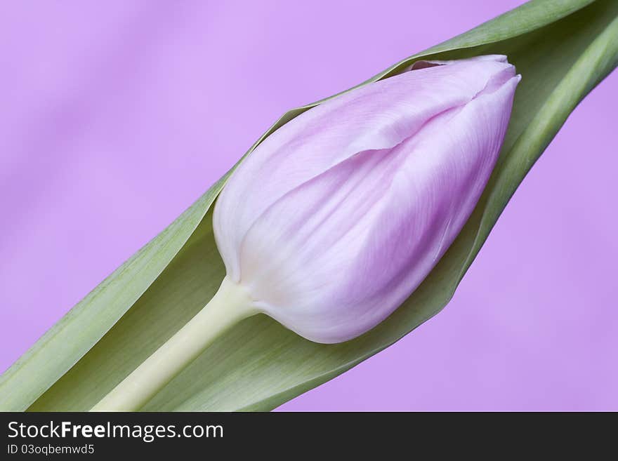 Pink tulip