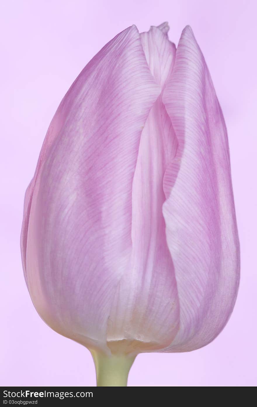 Pink tulip