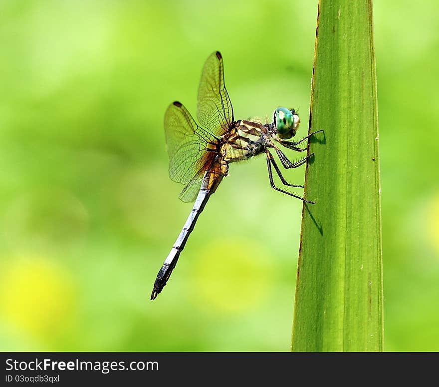 Dragonfly On Blade Of Grass