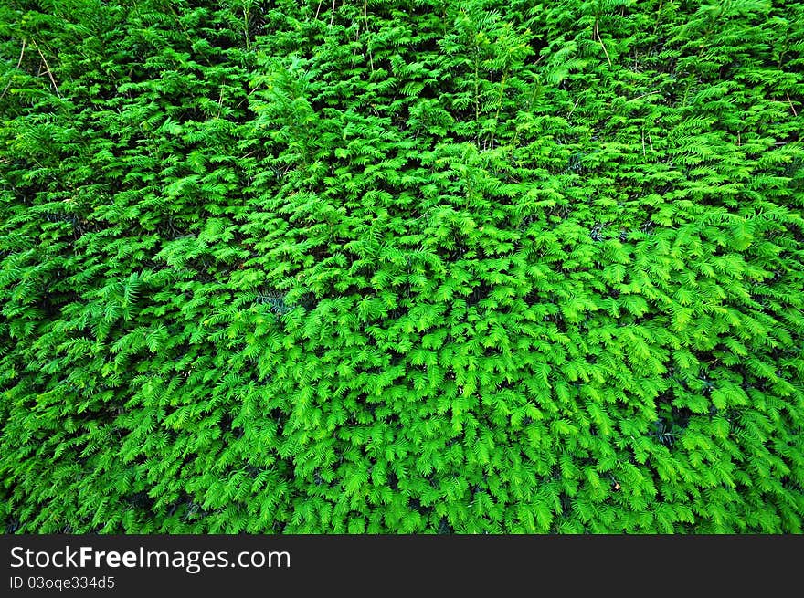 Green background of plant in the wall