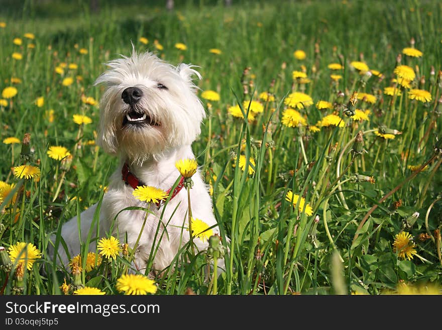 West highland white terrier sitting in the grass. Summer morning. West highland white terrier sitting in the grass. Summer morning.