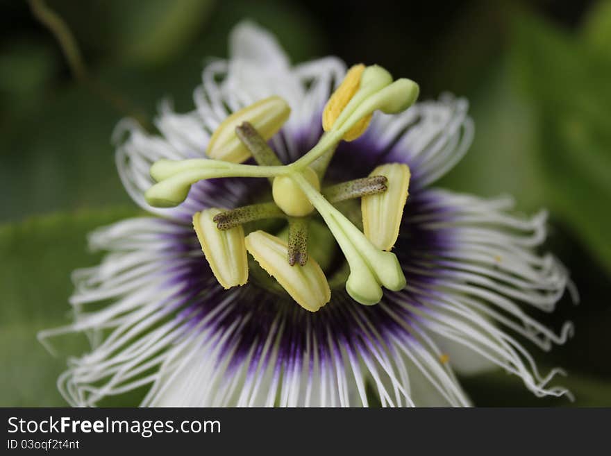 Passion fruit flower