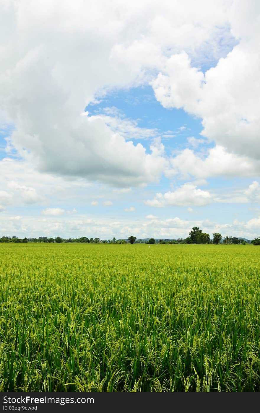 Rice Field In Thailand