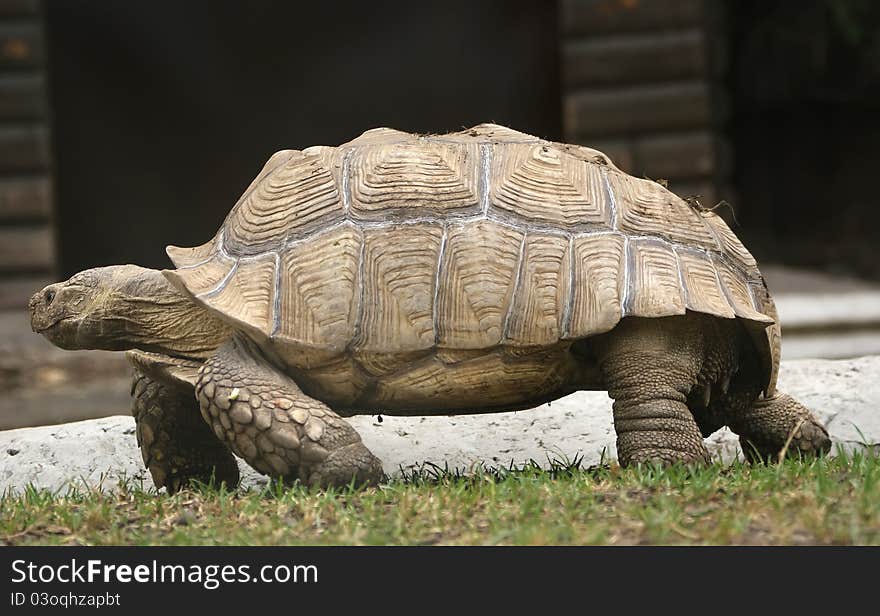 Large image of a head of very big tortoise