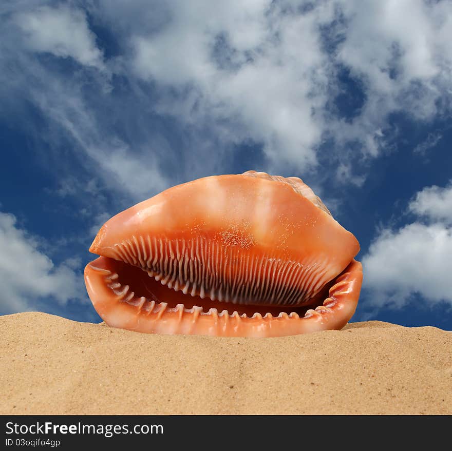 Large seashell on the sand