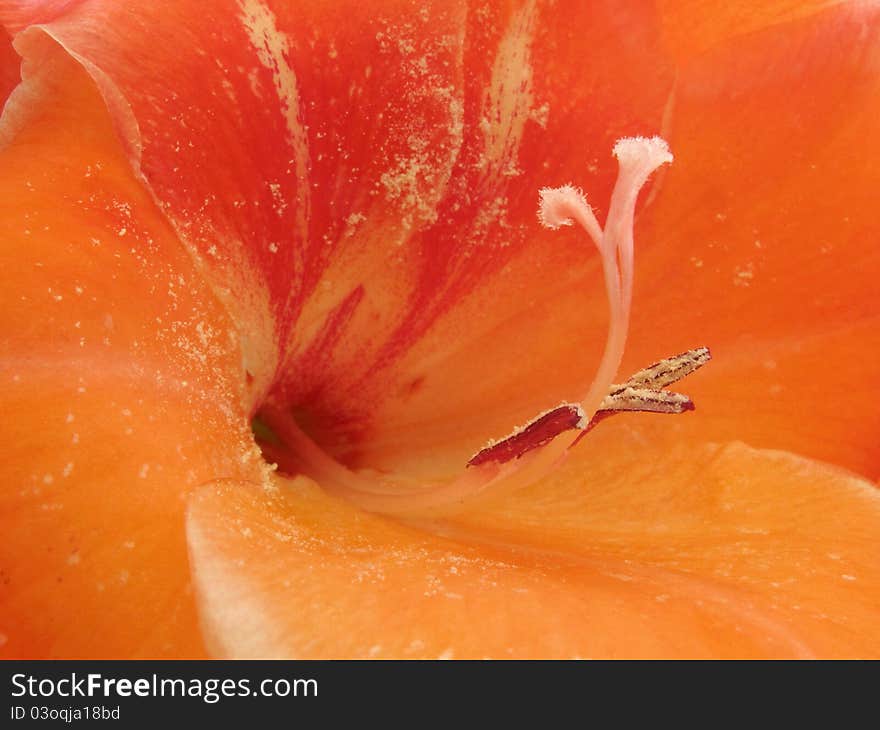 Beautiful detailed view of the center of a bright red gladiola. Beautiful detailed view of the center of a bright red gladiola