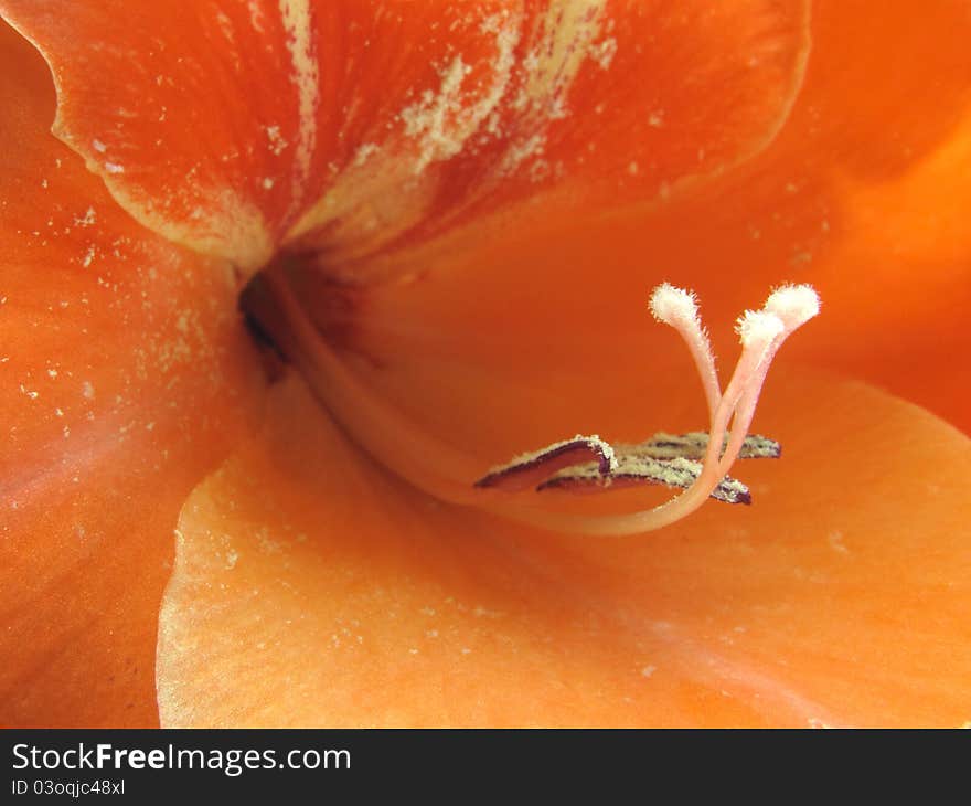 Macro view showing the center of a bright red glad. Macro view showing the center of a bright red glad