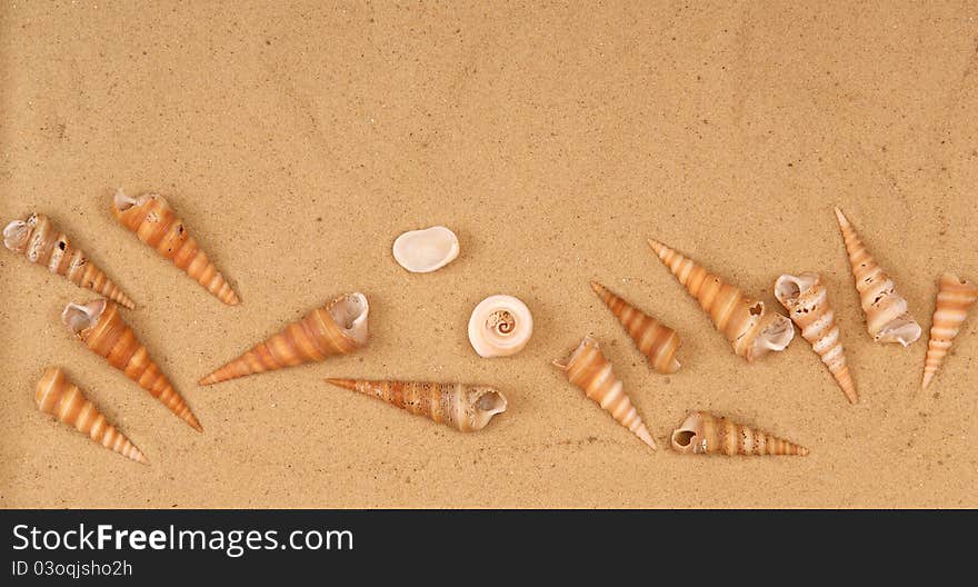 Large seashells on the sand, Studio shot