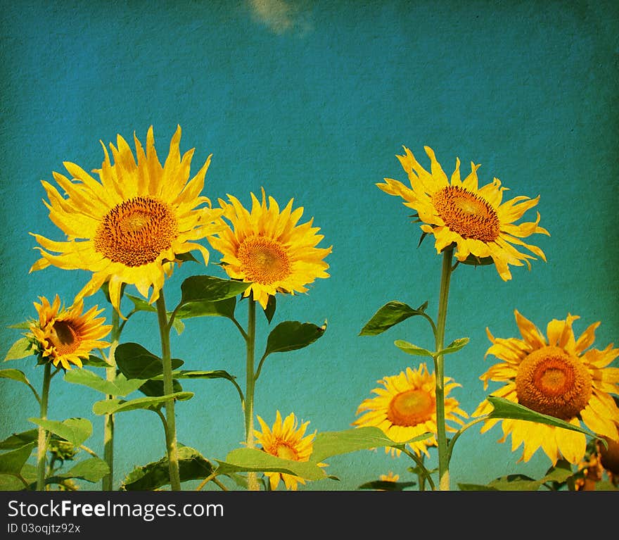 Vintage paper textures. Beautiful sunflowers against the blue sky. Vintage paper textures. Beautiful sunflowers against the blue sky