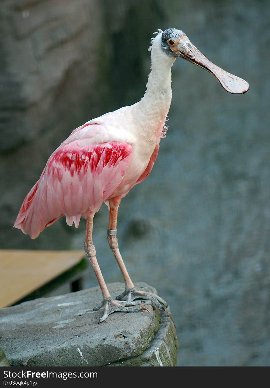 Pink Exotic bird