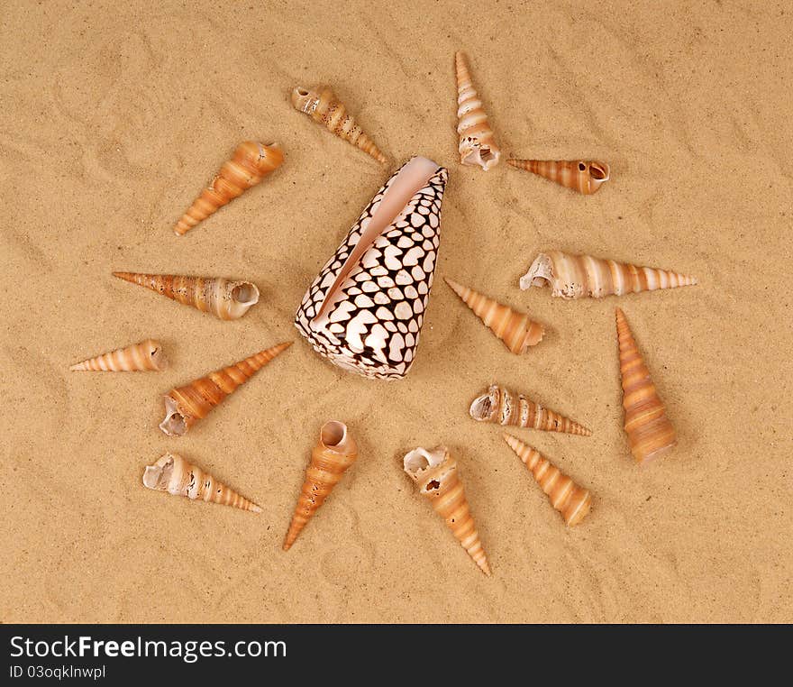 Large seashells on the sand, Studio shot