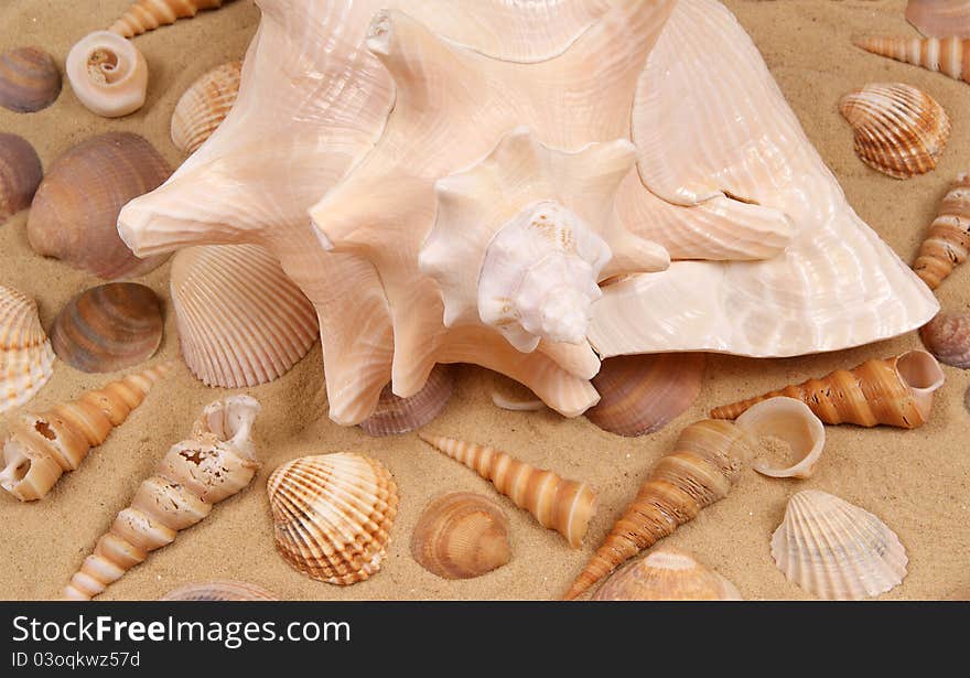 Large seashell on the sand, Studio shot