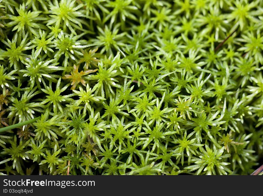 Green moss