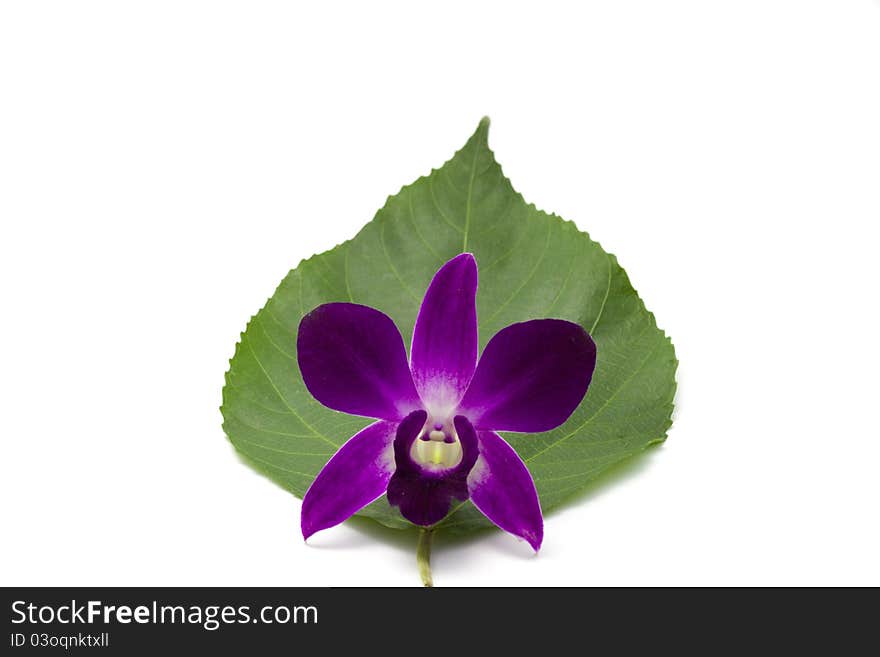 Beautiful orchid on green leaf. Beautiful orchid on green leaf