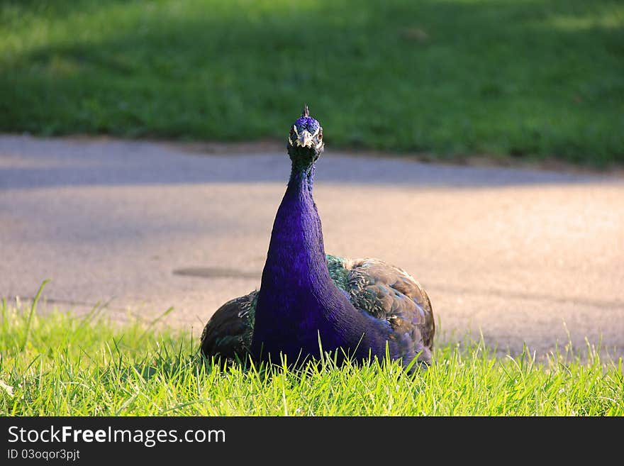 Peacock