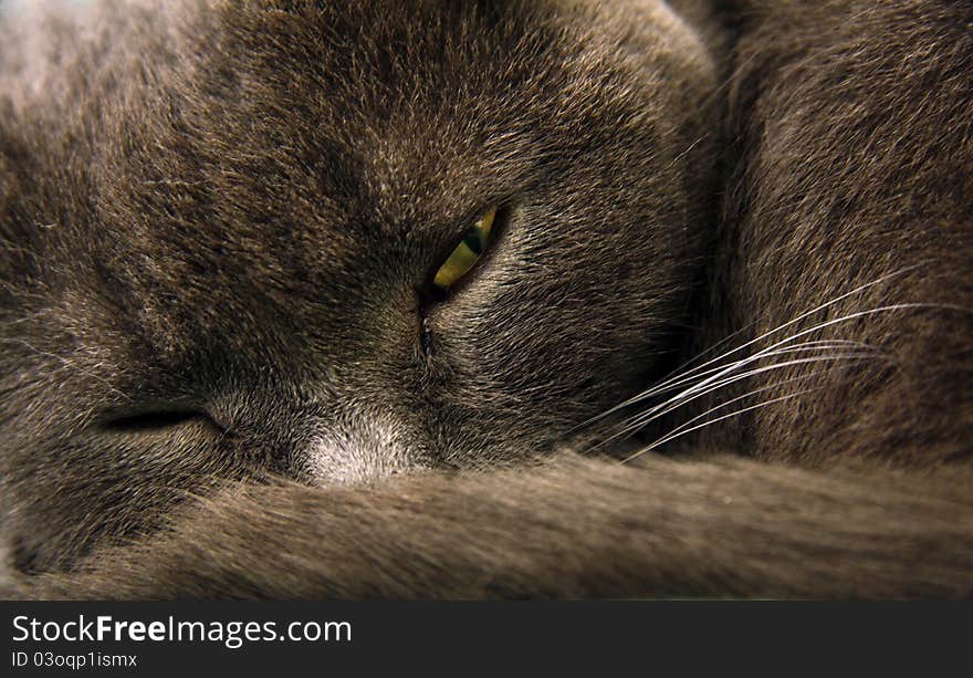 Relaxing british blue cat