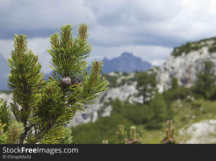 Pine branch with cones against the Italian Alps