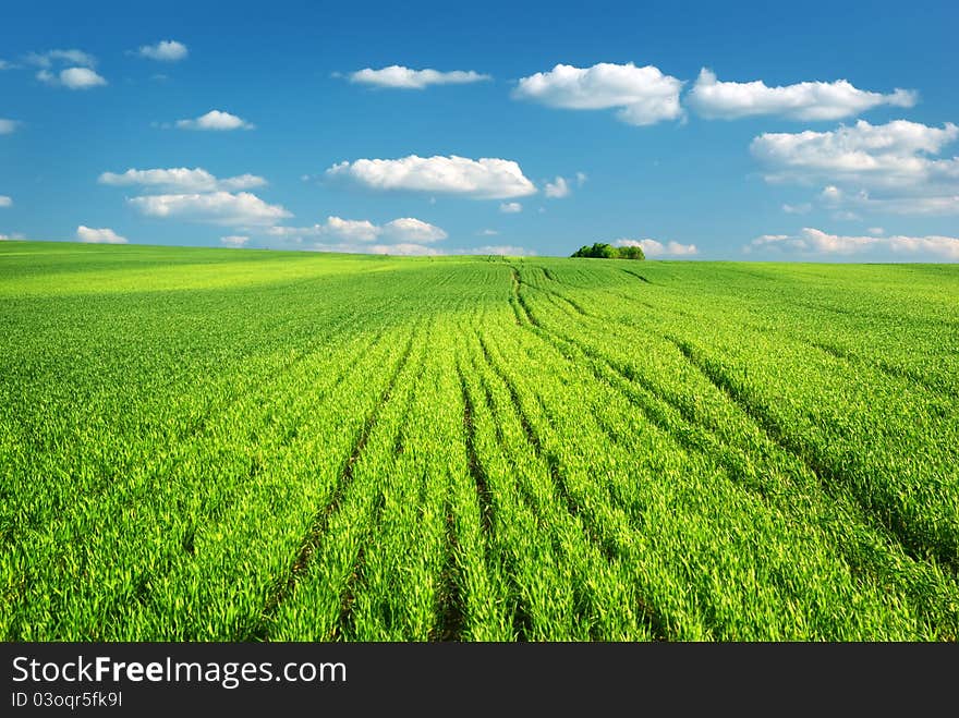 Big green meadow. Nature composition.