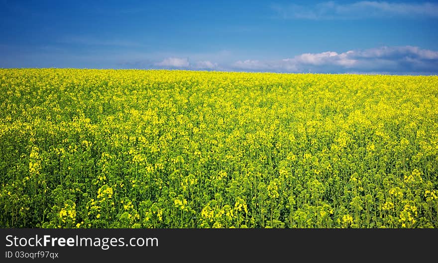 Spring yellow meadow.