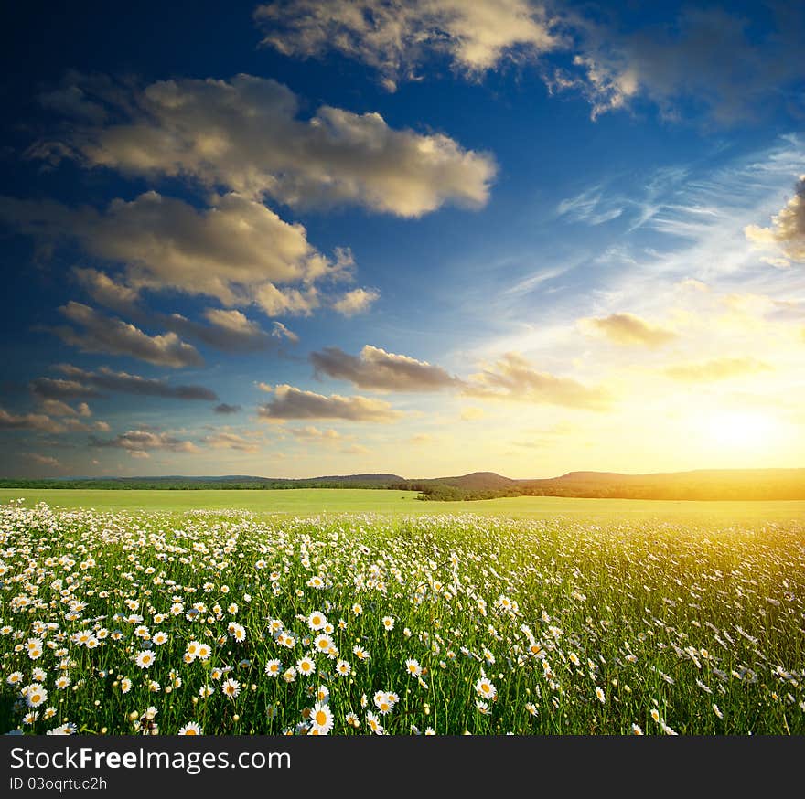 Green meadow in mountain. Composition of nature.