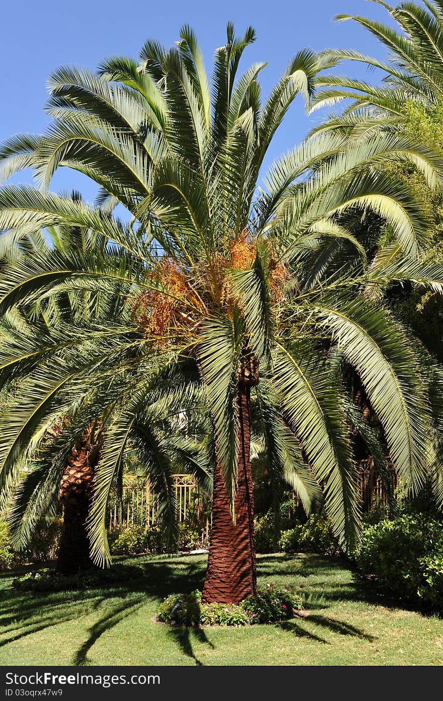 Tall palm tree against a beautiful blue sky