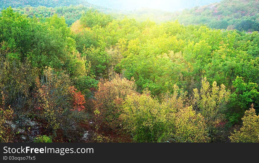 Forest texture.Nature composition.