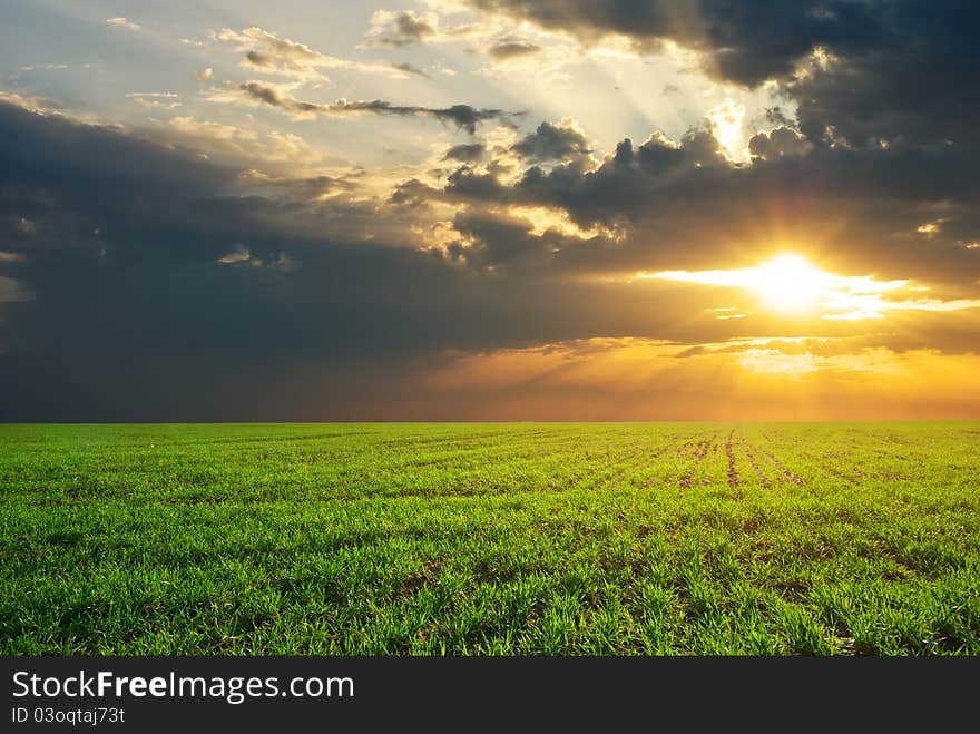 Green meadow. Composition of nature.