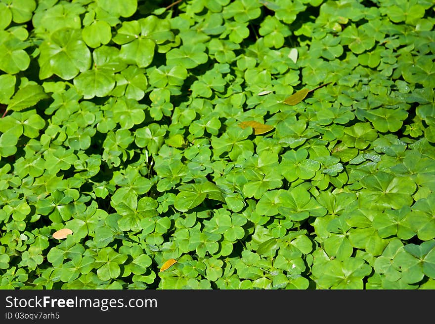 Three Leaf Clover