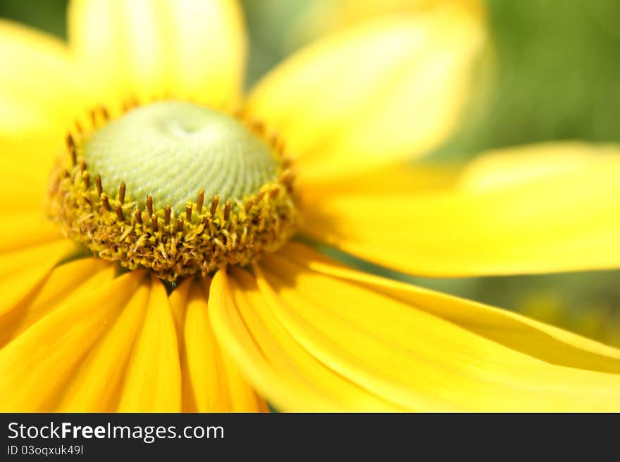 Sunflower in a garden,close up.