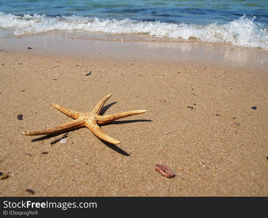 Starfish on the tropical beach