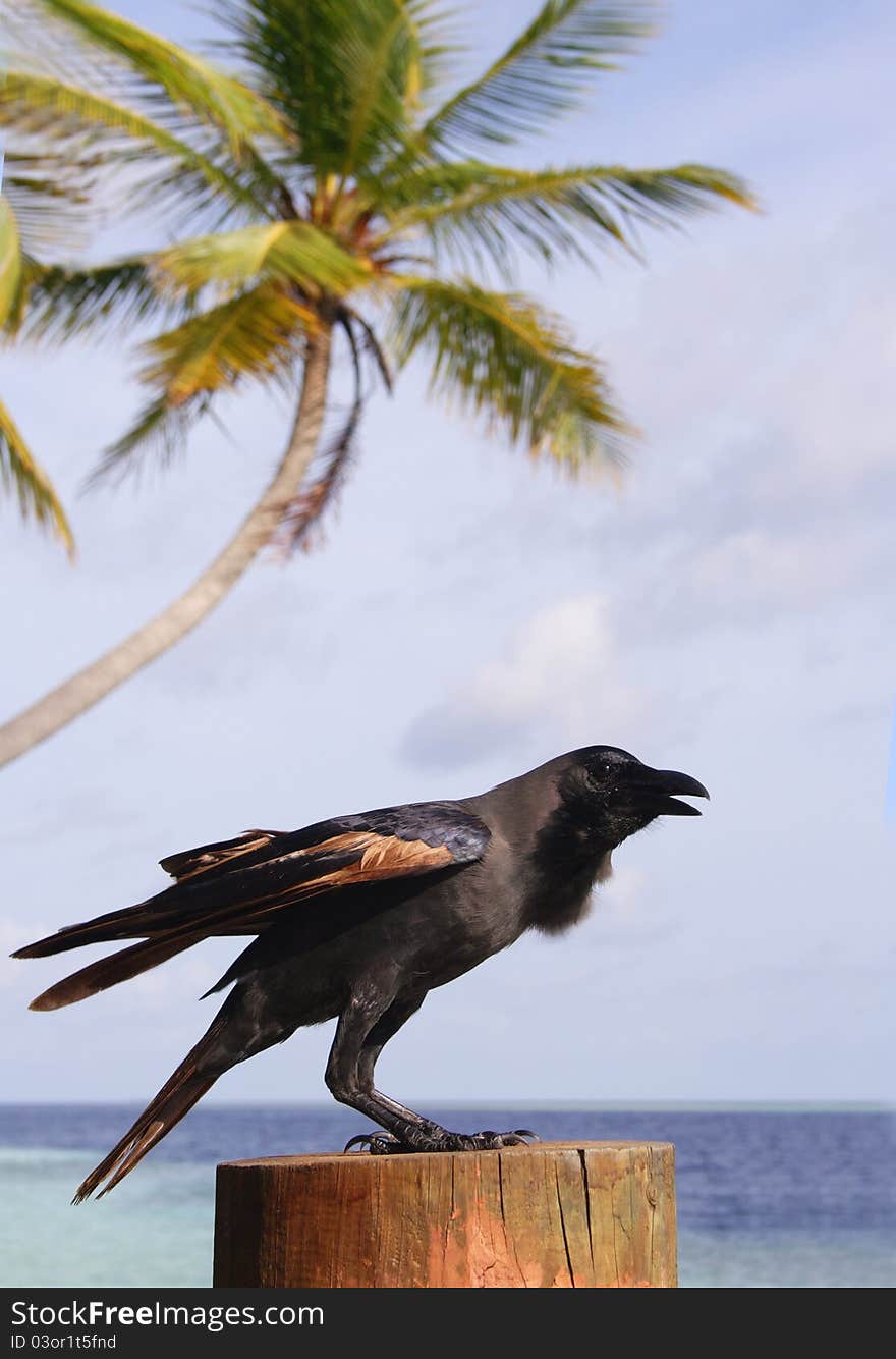 A black bird, sea and palm