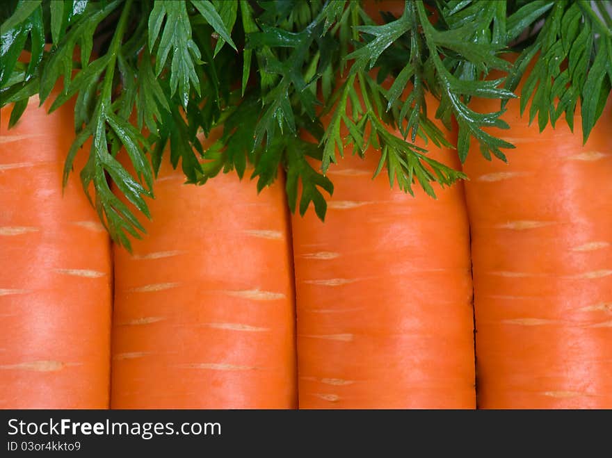 Fresh carrot fruits