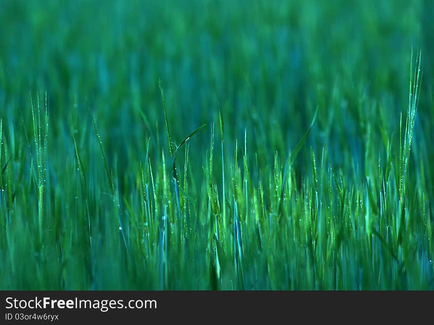 Spring nature background with grass. Spring nature background with grass