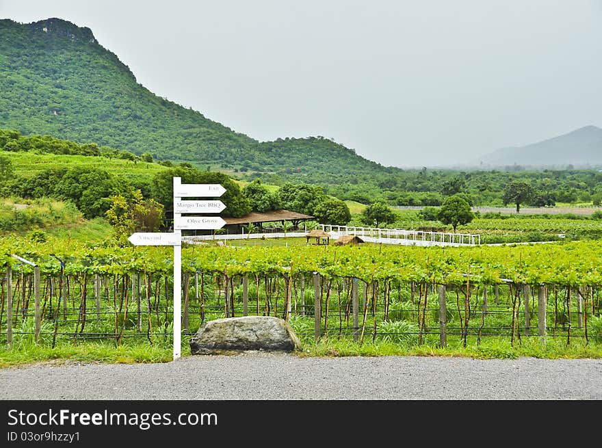 Beautiful scenic of vineyard in Thailand. Beautiful scenic of vineyard in Thailand.