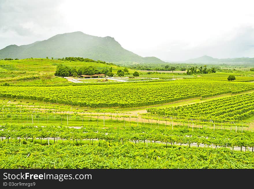 Beautiful scenic of vineyard in Thailand. Beautiful scenic of vineyard in Thailand.