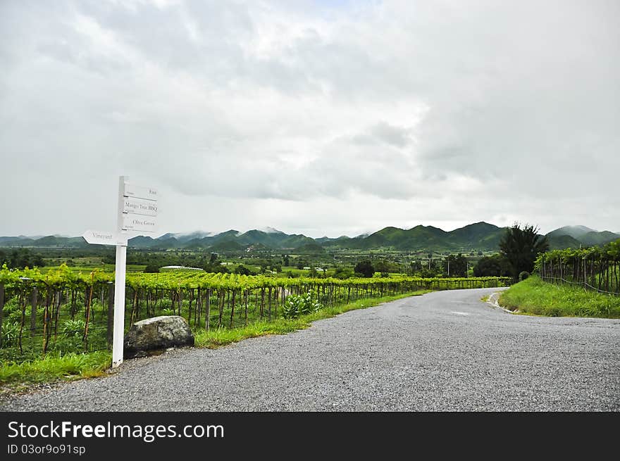 Beautiful scenic of vineyard in Thailand. Beautiful scenic of vineyard in Thailand.