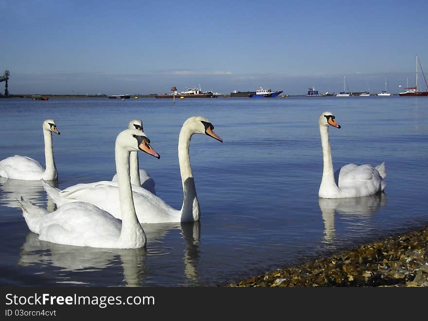 Swans on the Thames