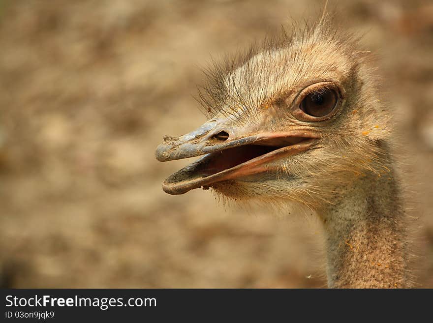 Close up face of a male Ostrich