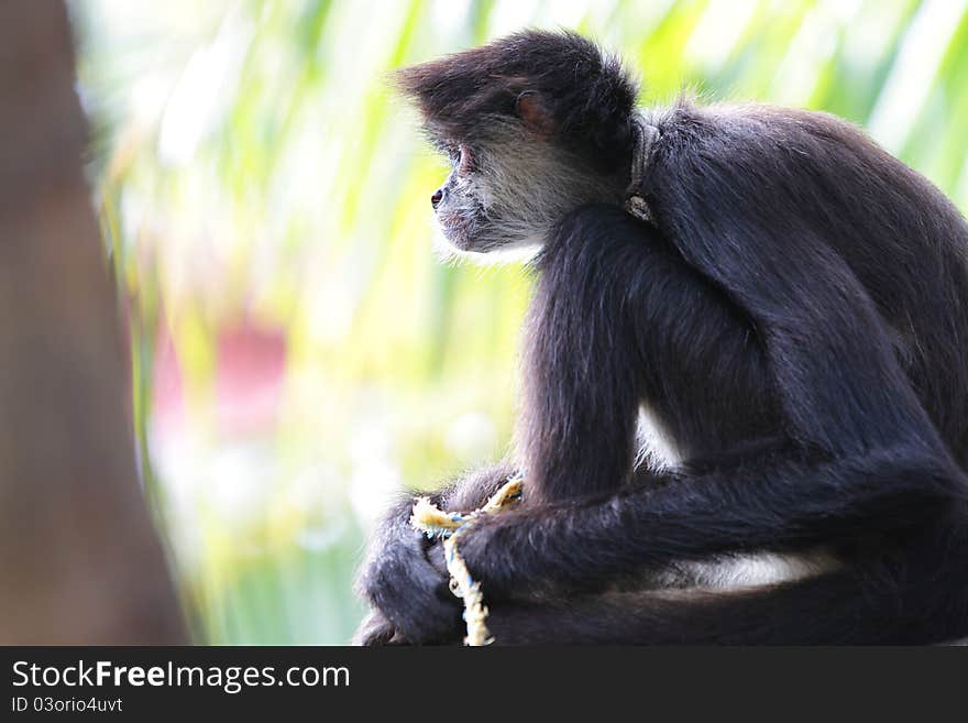 A spider monkey found in a wildlife reserve. A spider monkey found in a wildlife reserve.