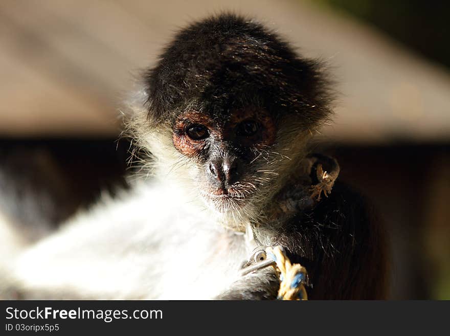 A spider monkey found in a wildlife reserve. A spider monkey found in a wildlife reserve.