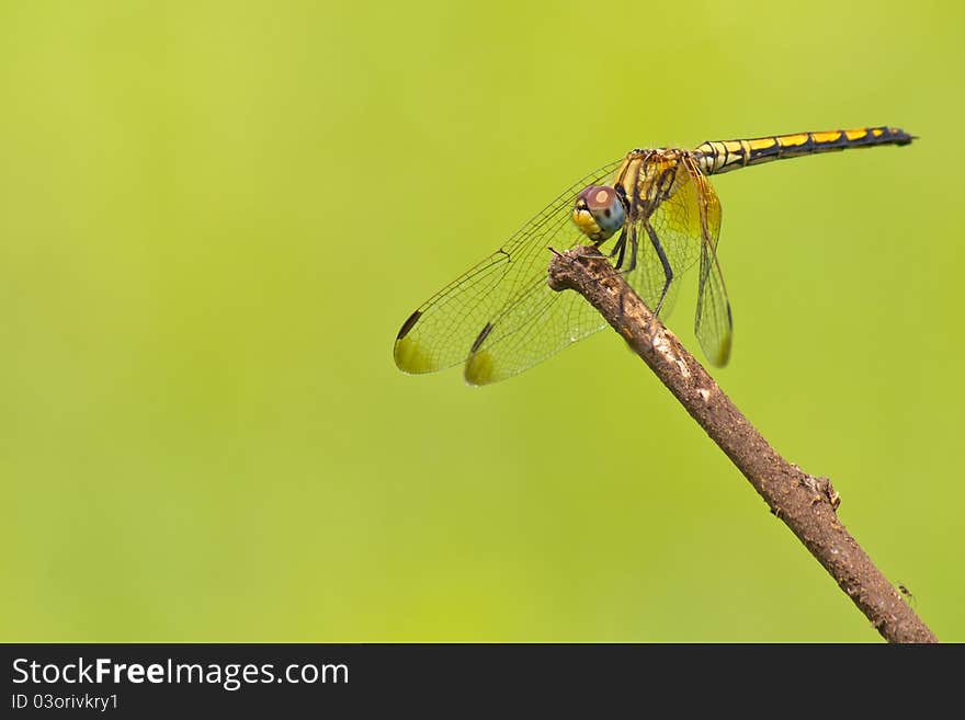 Dragon fly (Diplacodes sp. - Female) resting on a perch