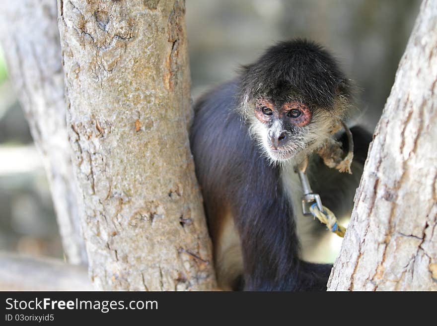 Geoffroy S Spider Monkey (Ateles Geoffroyi)