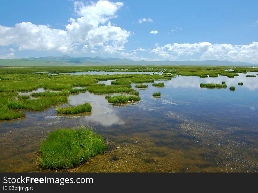 Marshes In Summer