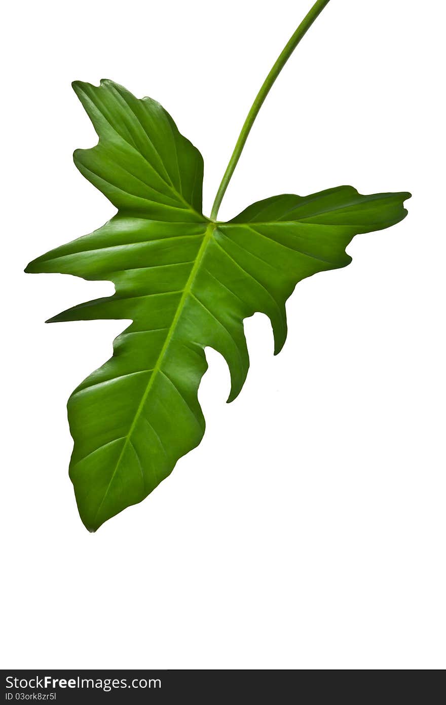 Green leaf