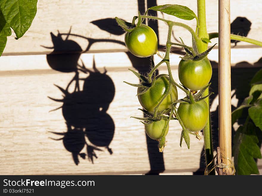 Yellow-green fresh tomatoes in garden. Yellow-green fresh tomatoes in garden