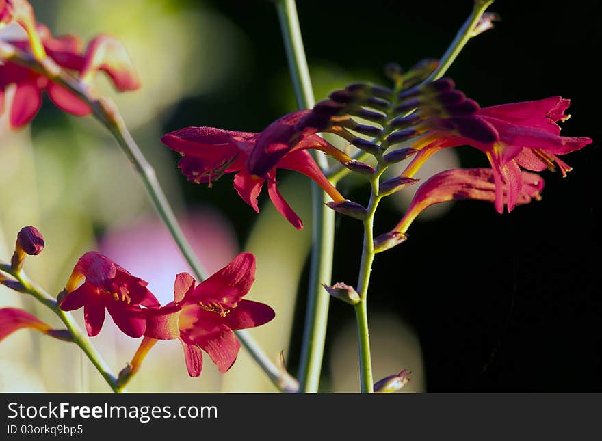 Crocosmia  Lucifer  flower at black background