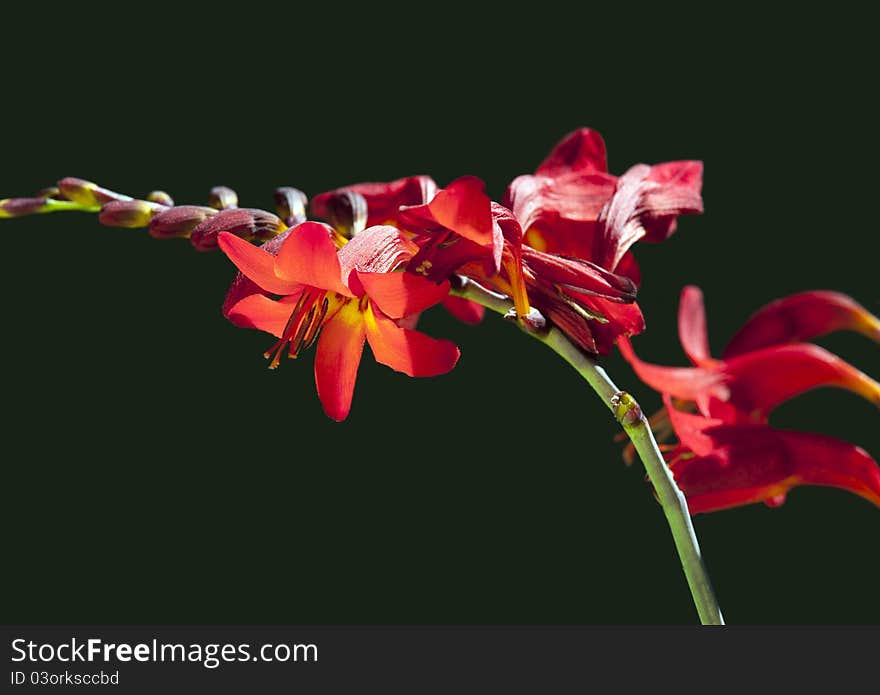 Crocosmia  Lucifer  flower at black background