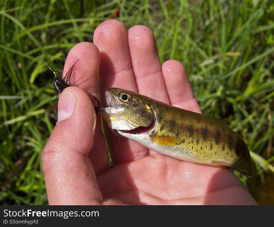 Hooked Fish In Hand