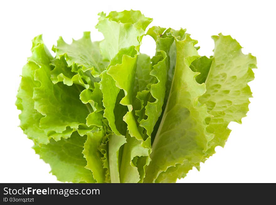 Lettuce leaves on a white background